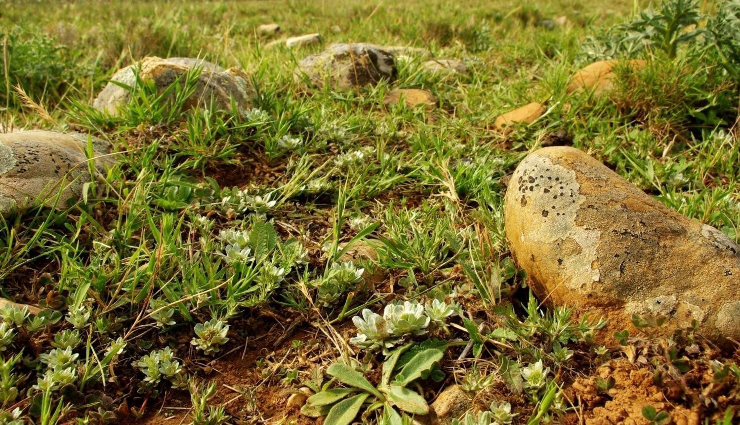 Photo R. Jaunatre, IMBE