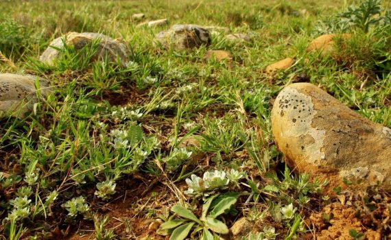 Photo R. Jaunatre, IMBE